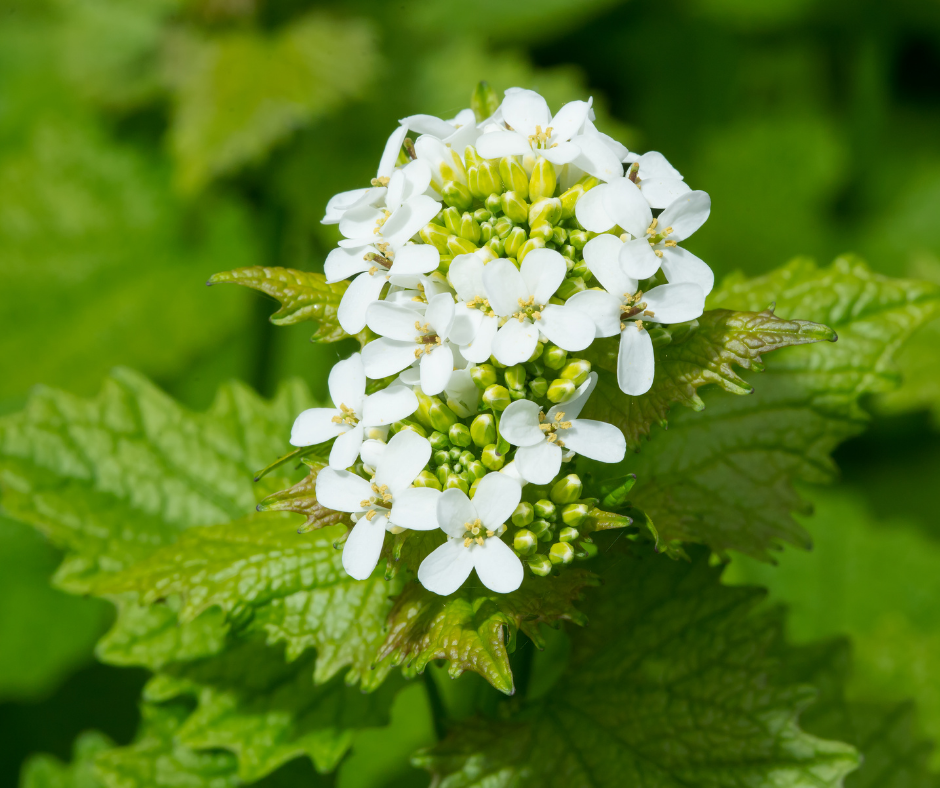Photo of White flower with green Leaves