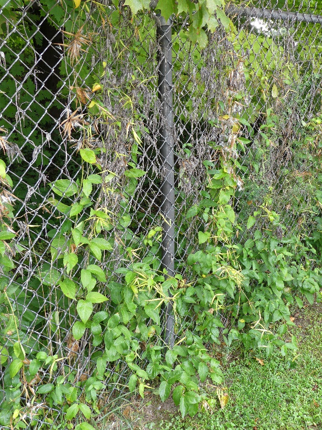 Dog-Strangling Vine (Cynanchum rossicum)